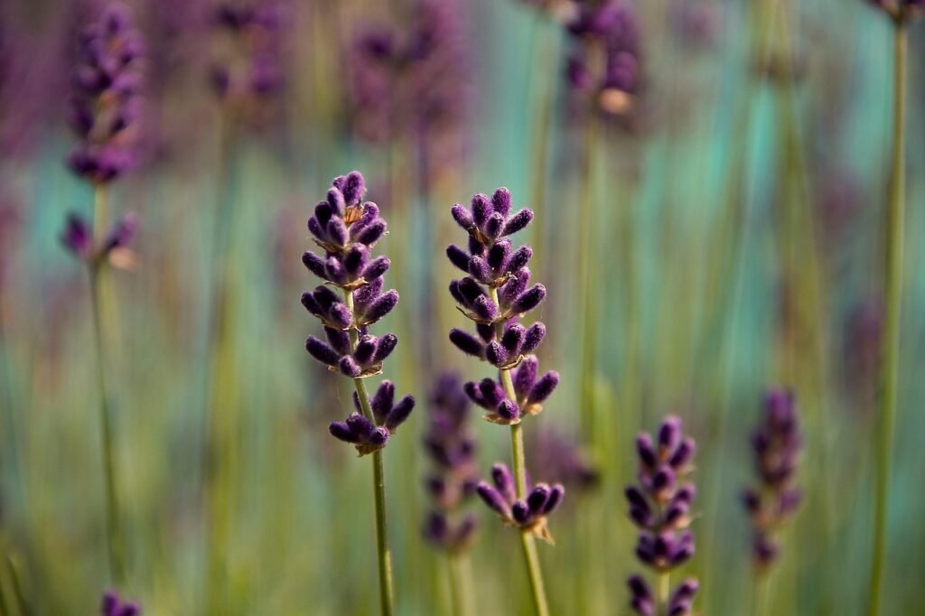lavenders, flowers, flower background, garden, purple flowers, inflorescence, petals, beautiful flowers, purple petals, bloom, blossom, fragrance, flora, plants, nature, flower wallpaper, close up