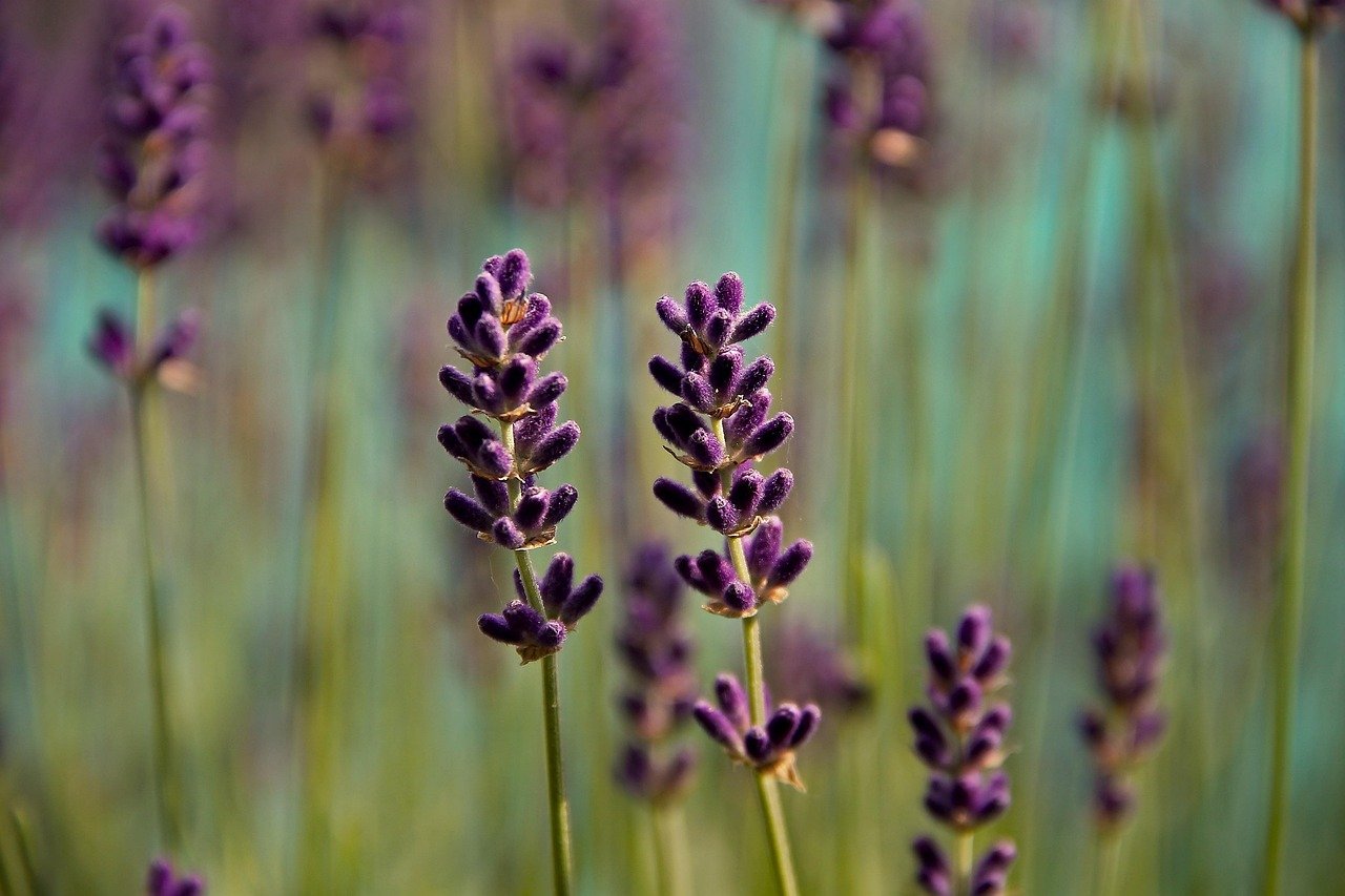 lavenders, flowers, flower background, garden, purple flowers, inflorescence, petals, beautiful flowers, purple petals, bloom, blossom, fragrance, flora, plants, nature, flower wallpaper, close up