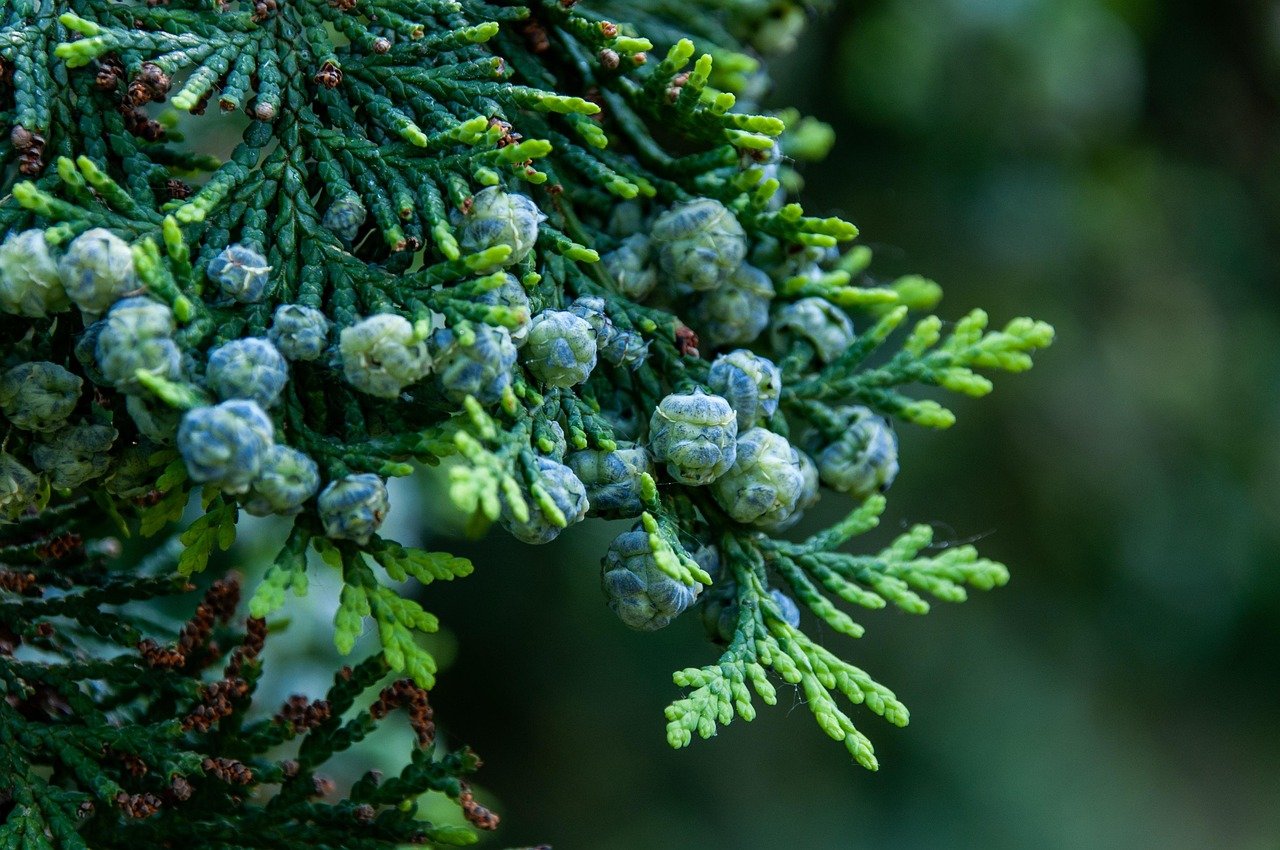tree, cypress, branch, arizona cypress, plant, tree seeds, forest, nature